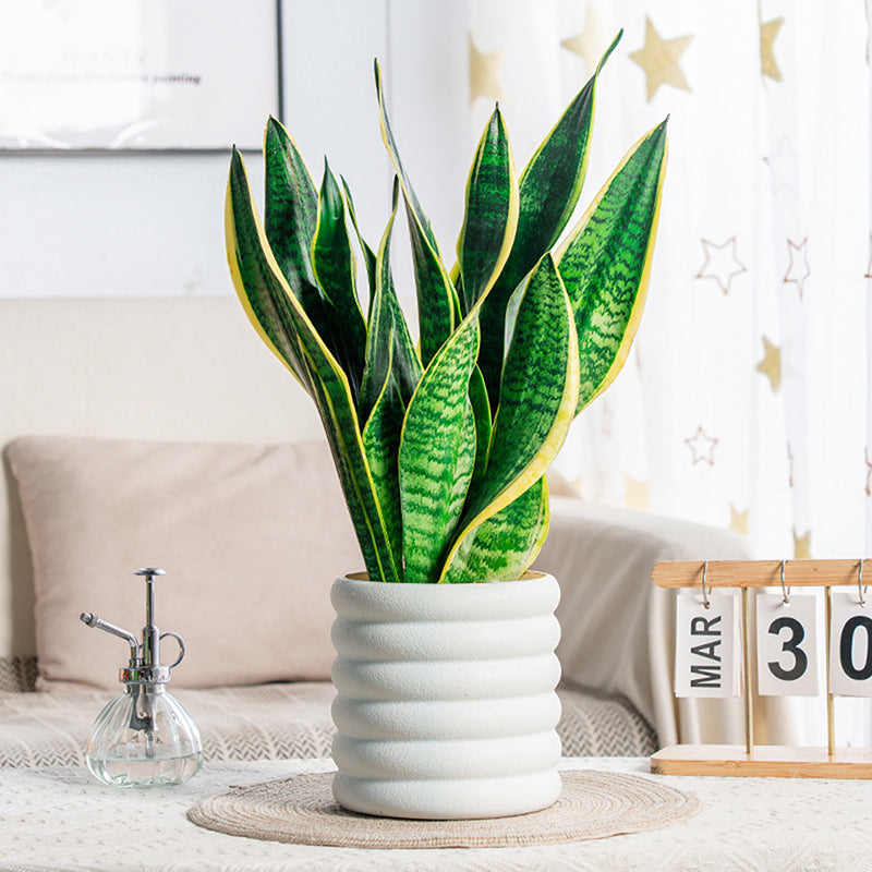 BloomBox | Květináče pro pokojové rostliny
