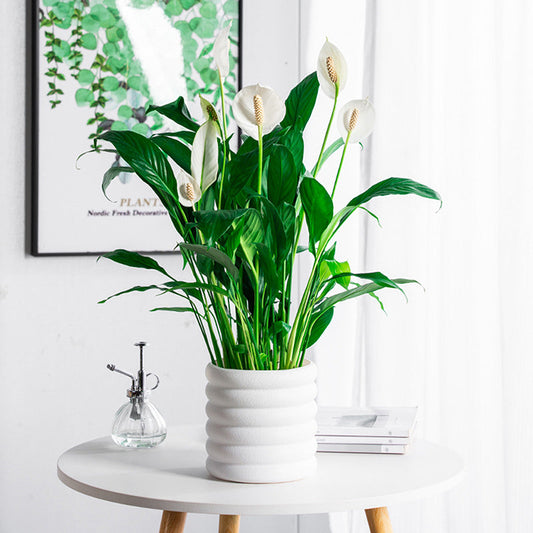 BloomBox | Květináče pro pokojové rostliny